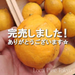 NPO法人ローカル・パイン・トーキョー マルシェ 広島県 美味しい レモン 自然農法　完売
